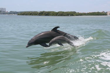 Приключение с дельфинами на пляже Клируотер